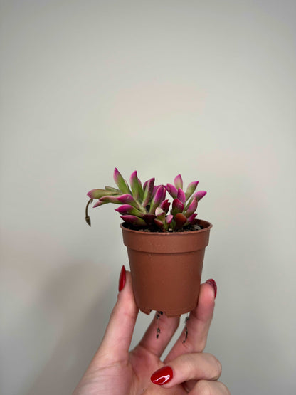 Anacampseros Rufescens variegato