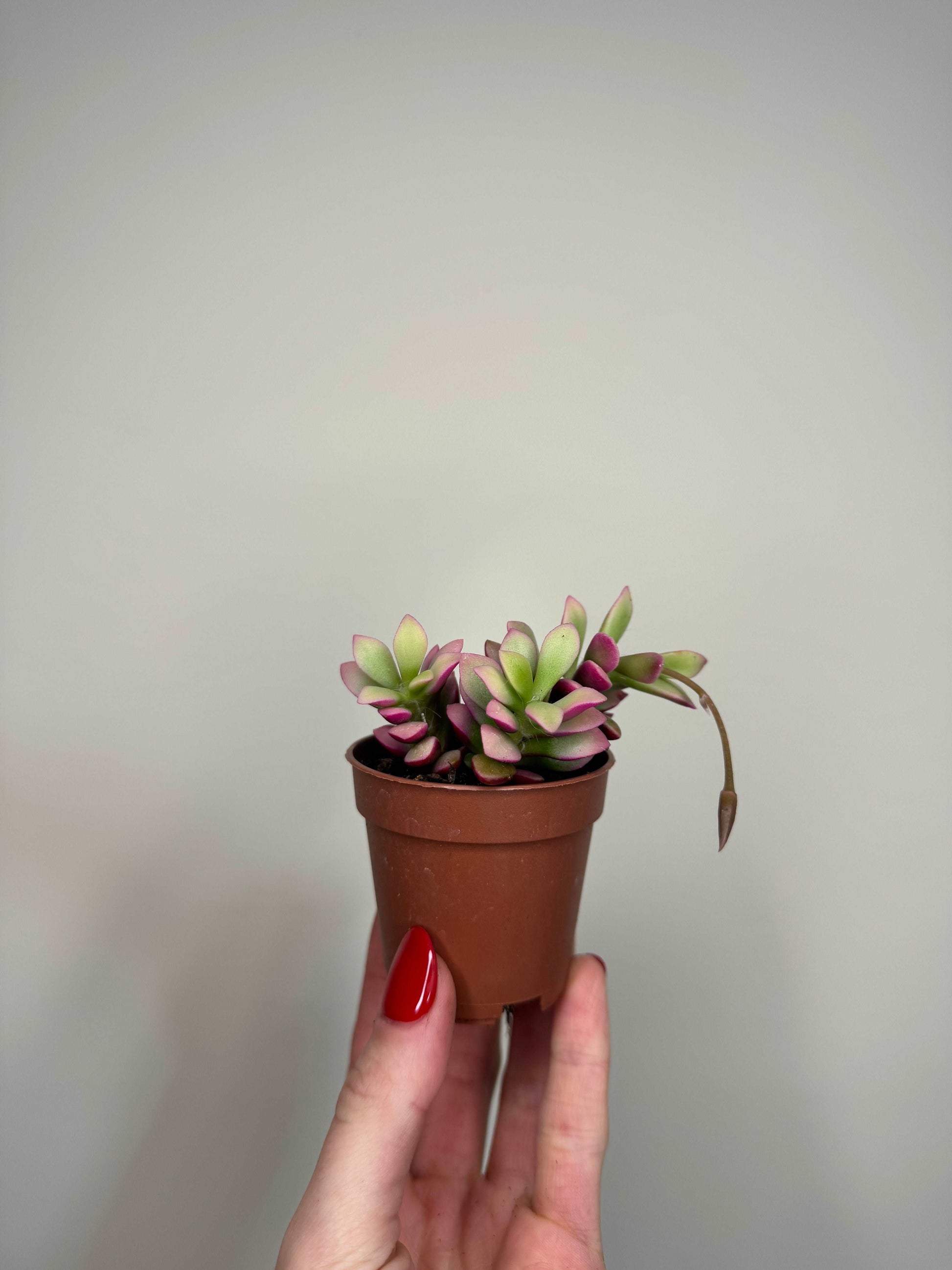 Anacampseros Rufescens variegato