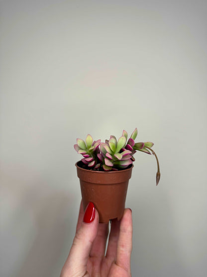 Anacampseros Rufescens variegato