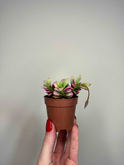 Anacampseros Rufescens variegato