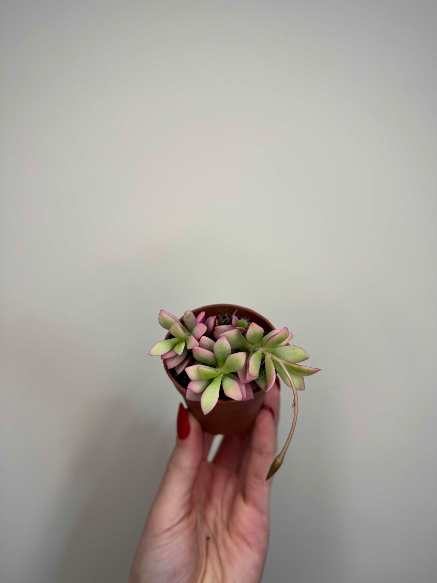 Anacampseros Rufescens variegato