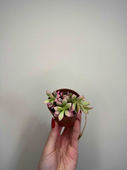 Anacampseros Rufescens variegato