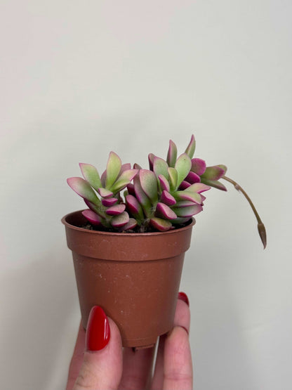 Anacampseros Rufescens variegato