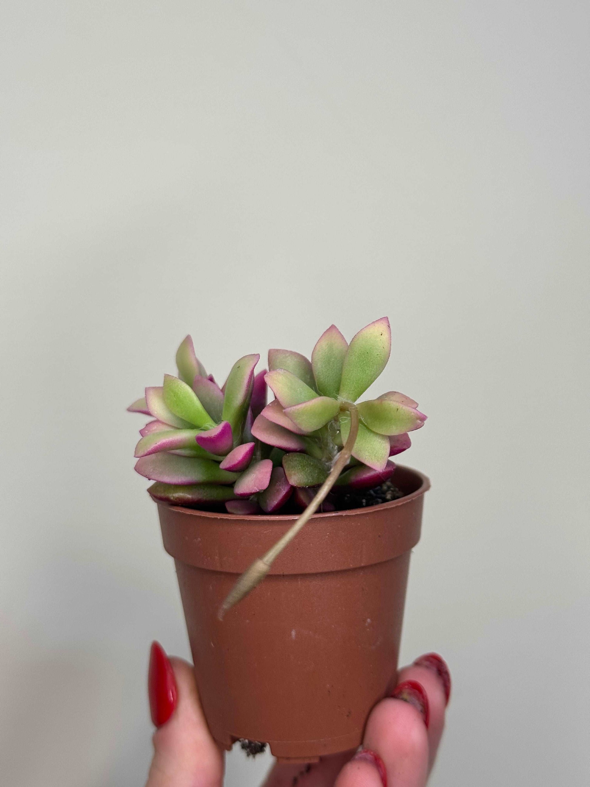 Anacampseros Rufescens variegato