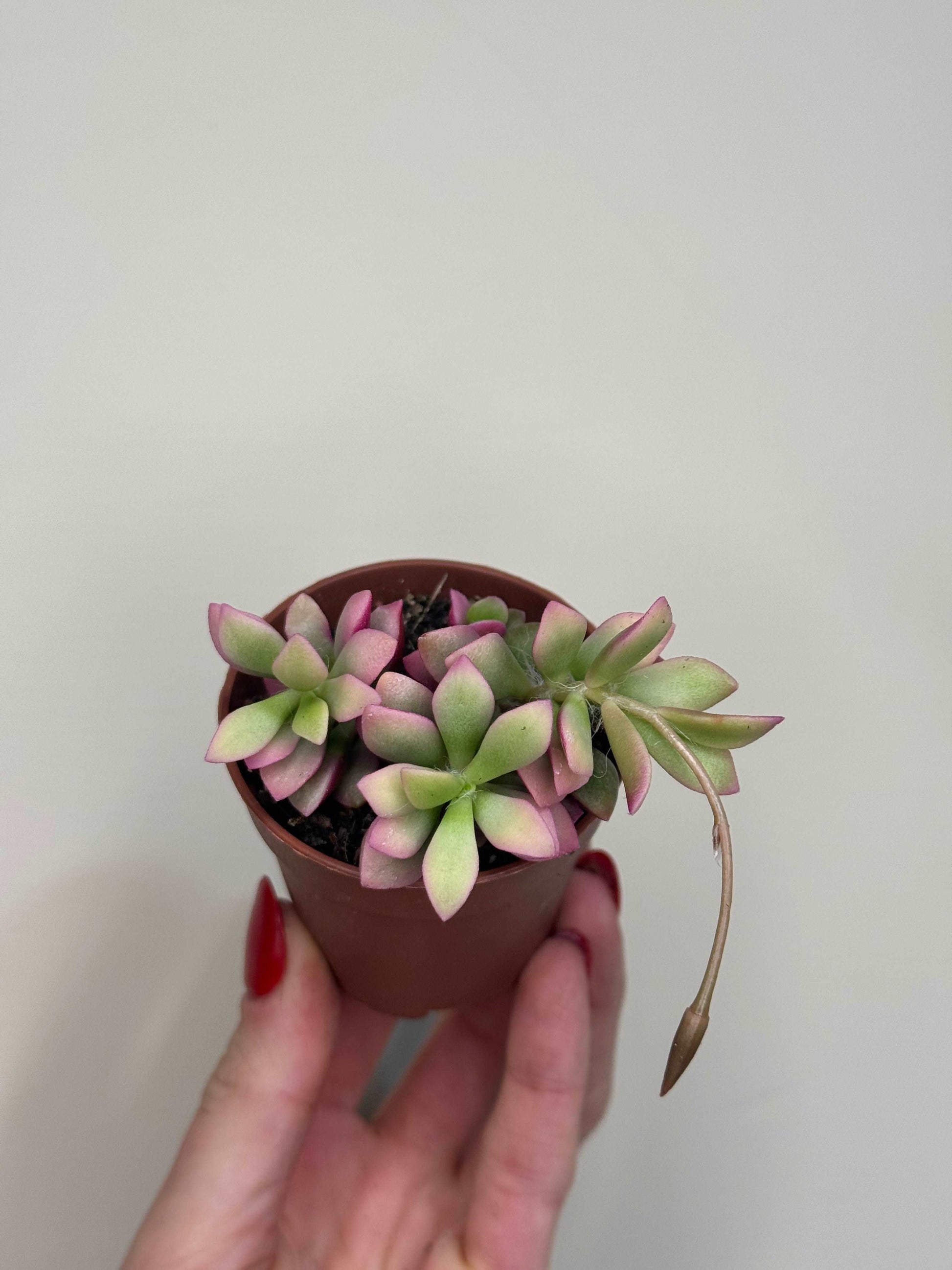 Anacampseros Rufescens variegato