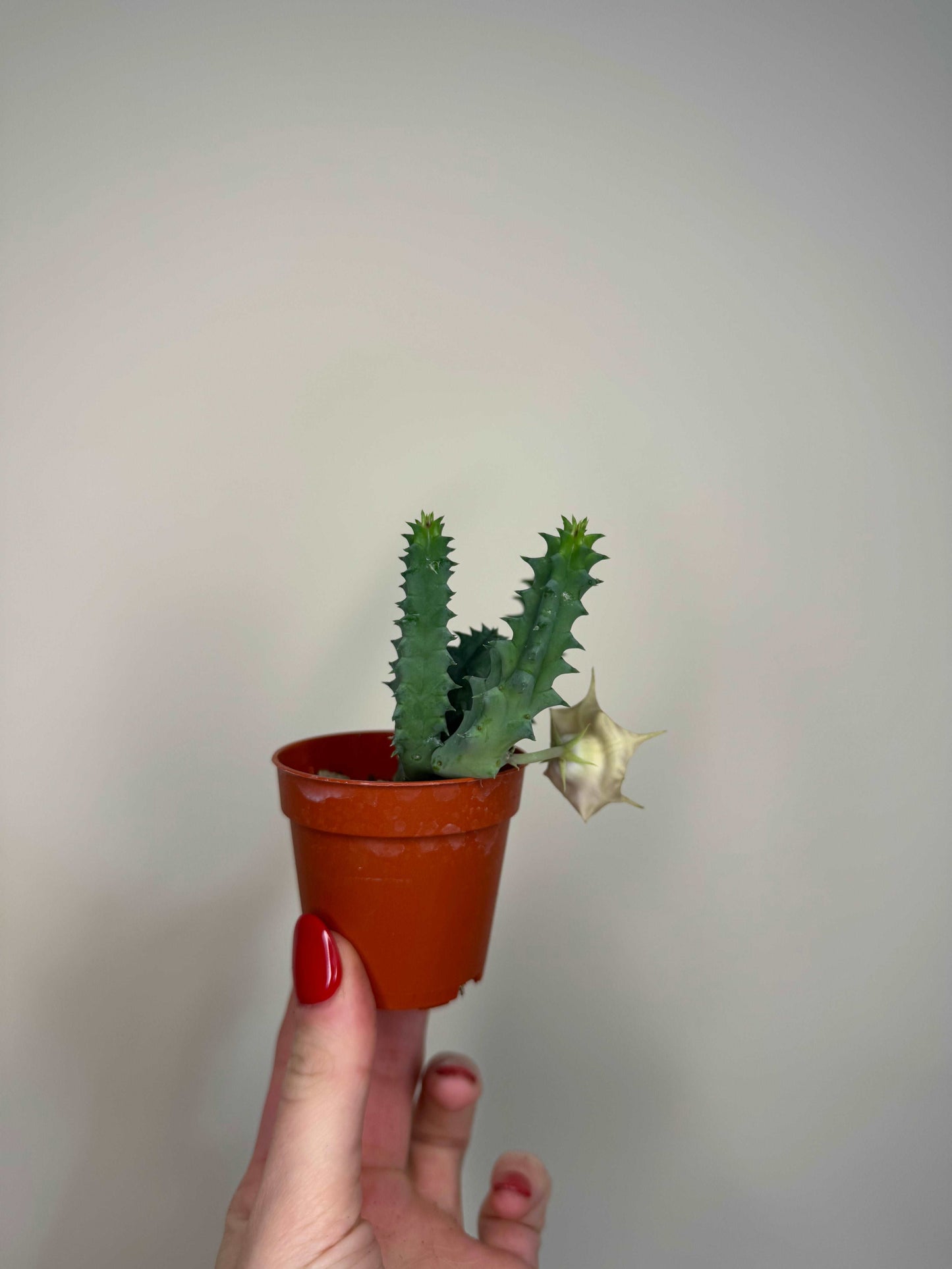 Stapelia Huernia Zebrina