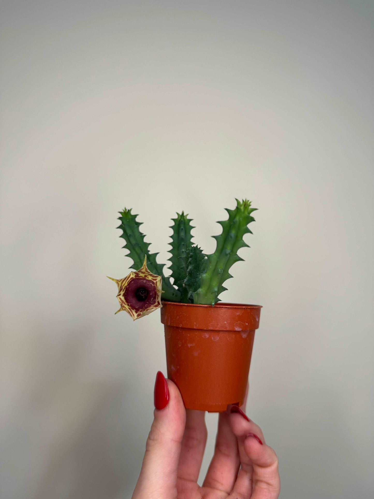 Stapelia Huernia Zebrina