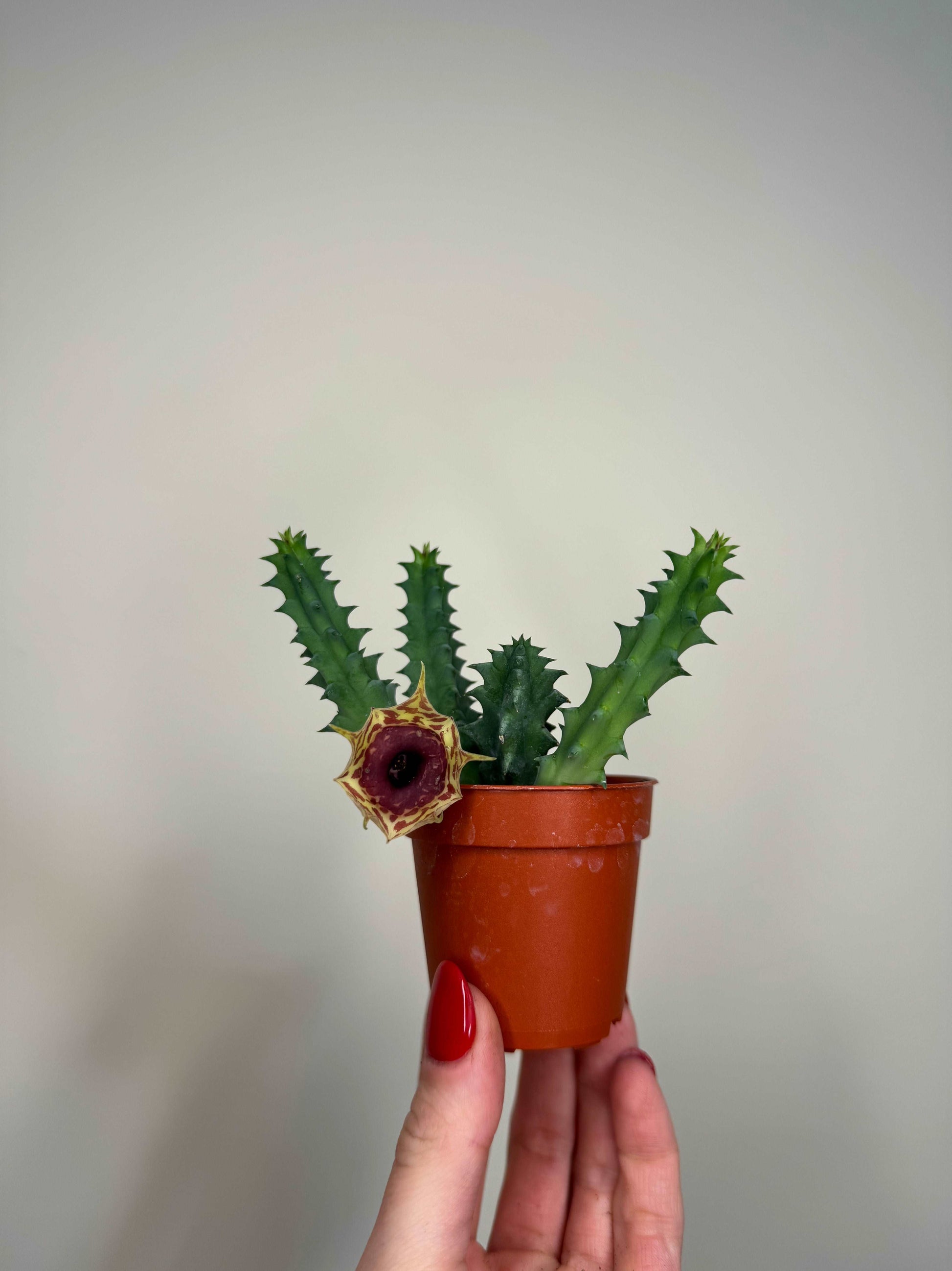 Stapelia Huernia Zebrina