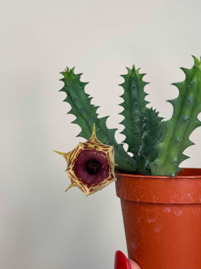 Stapelia Huernia Zebrina