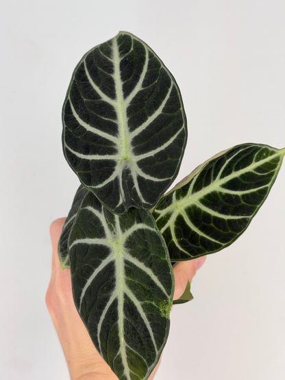 Alocasia Reginula 'Ninja'