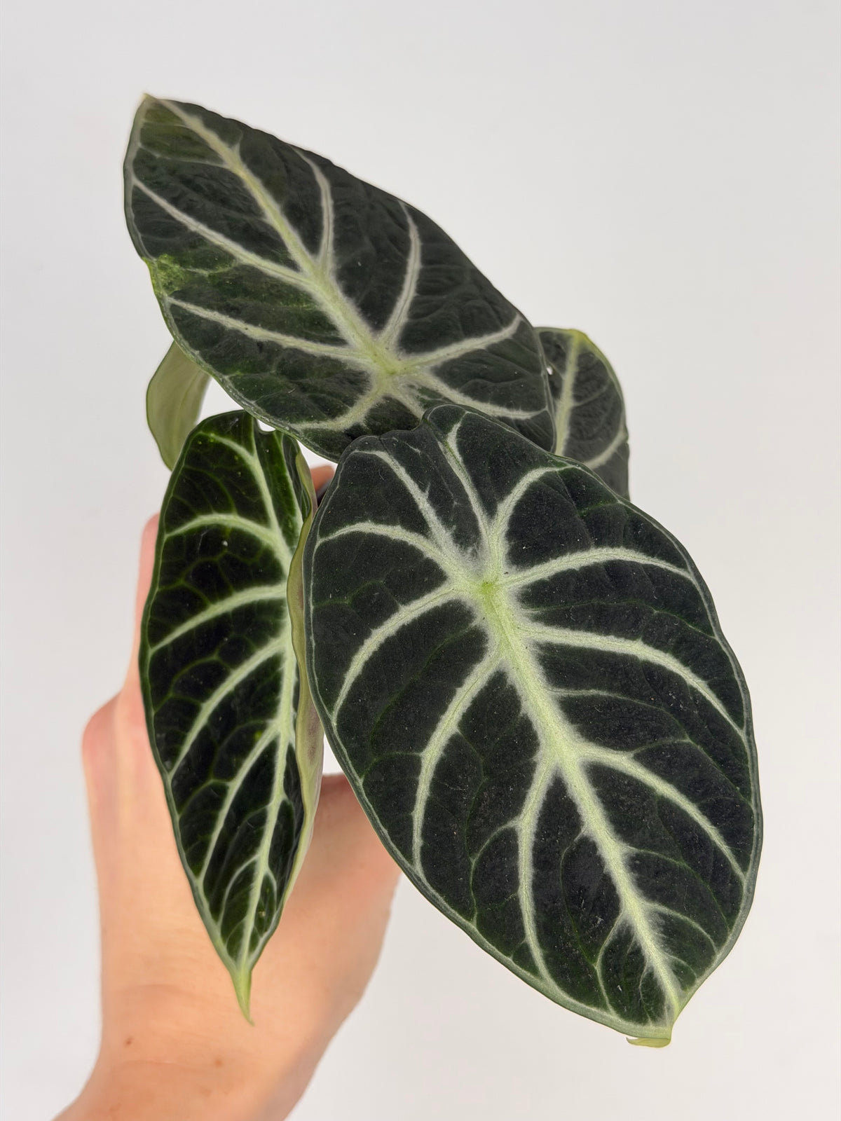 Alocasia Reginula 'Ninja'