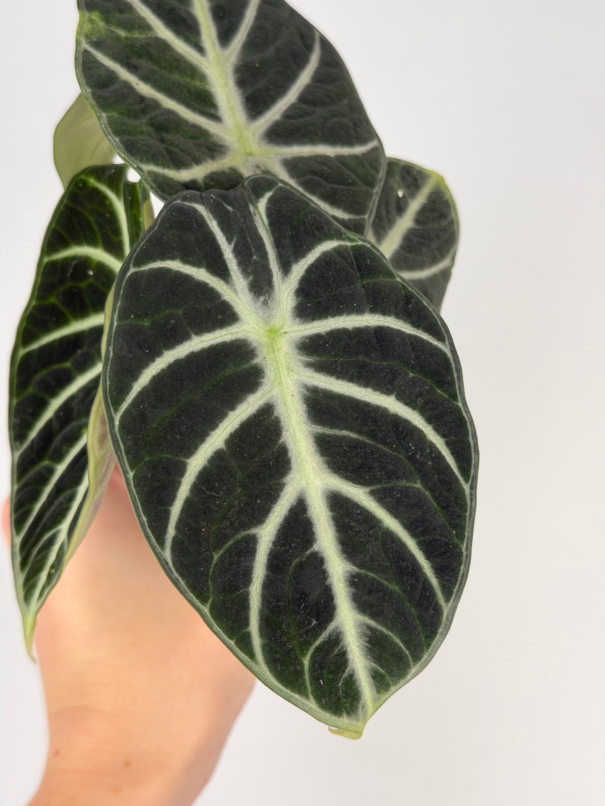 Alocasia Reginula 'Ninja'
