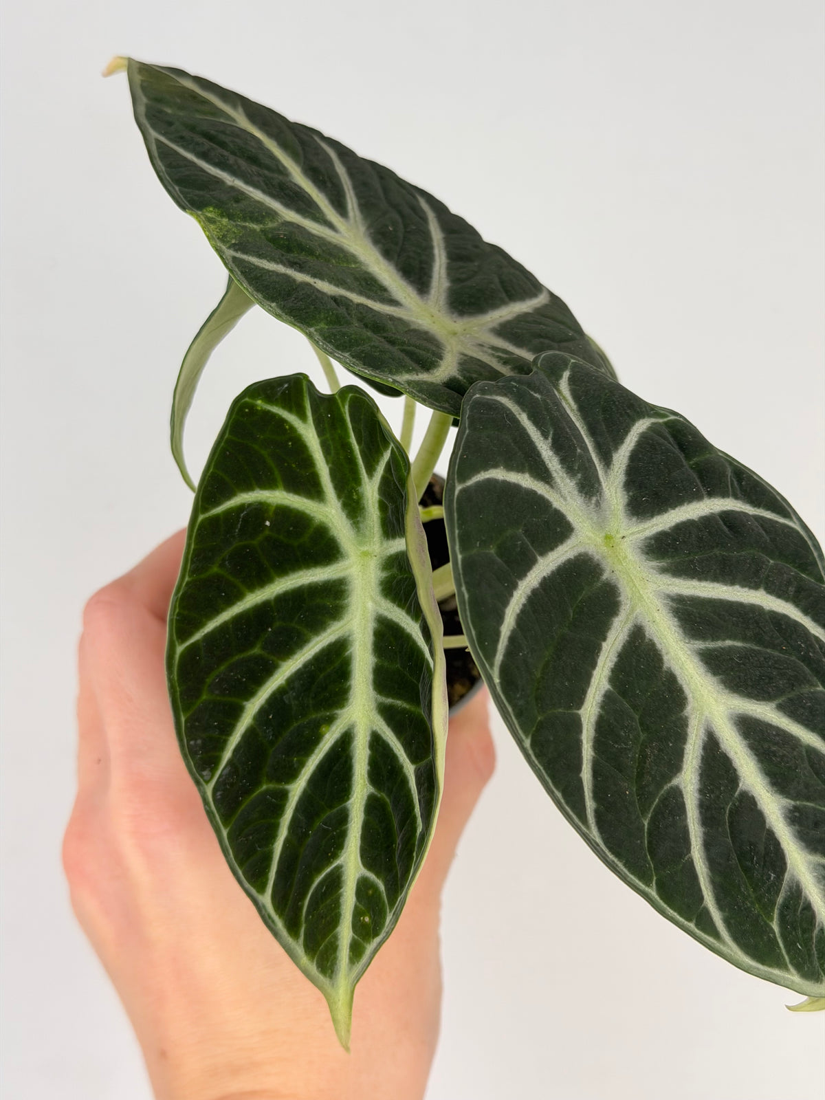 Alocasia Reginula 'Ninja'