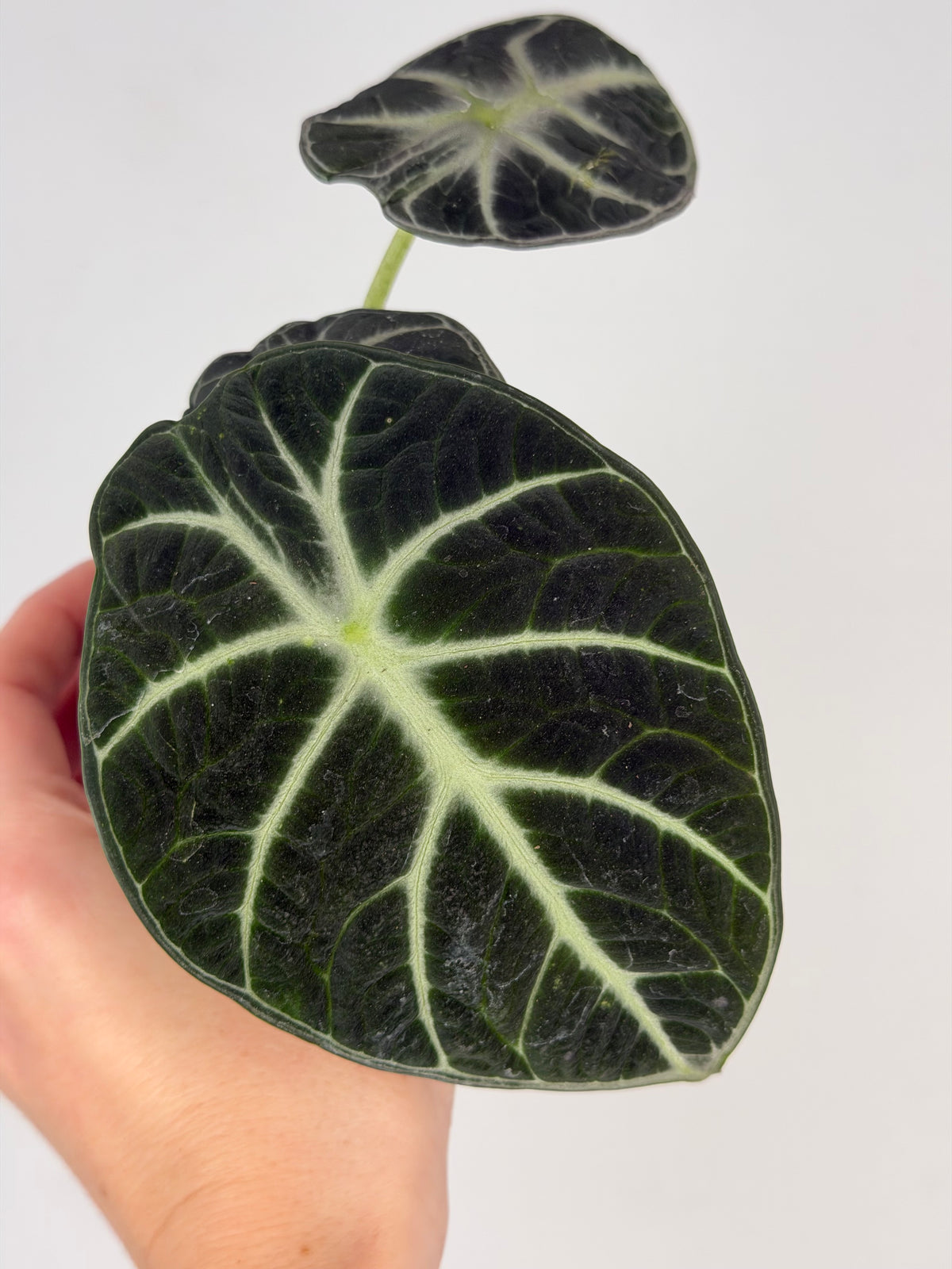 Alocasia Reginula 'Ninja'
