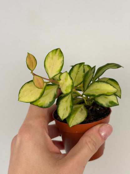 Hoya Heuschkeliana Variegata