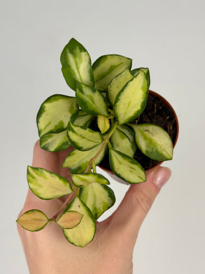 Hoya Heuschkeliana Variegata