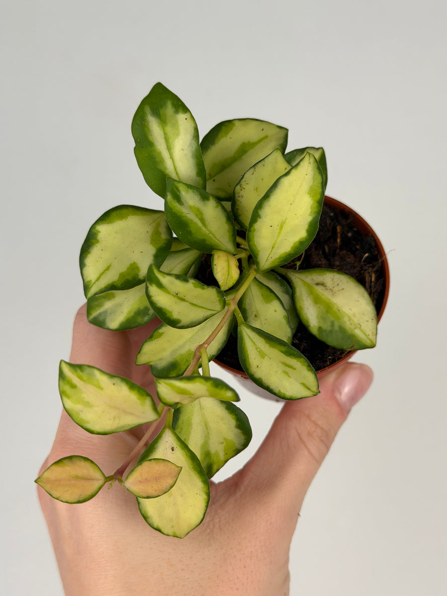Hoya Heuschkeliana Variegata