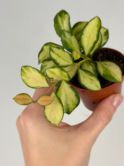 Hoya Heuschkeliana Variegata