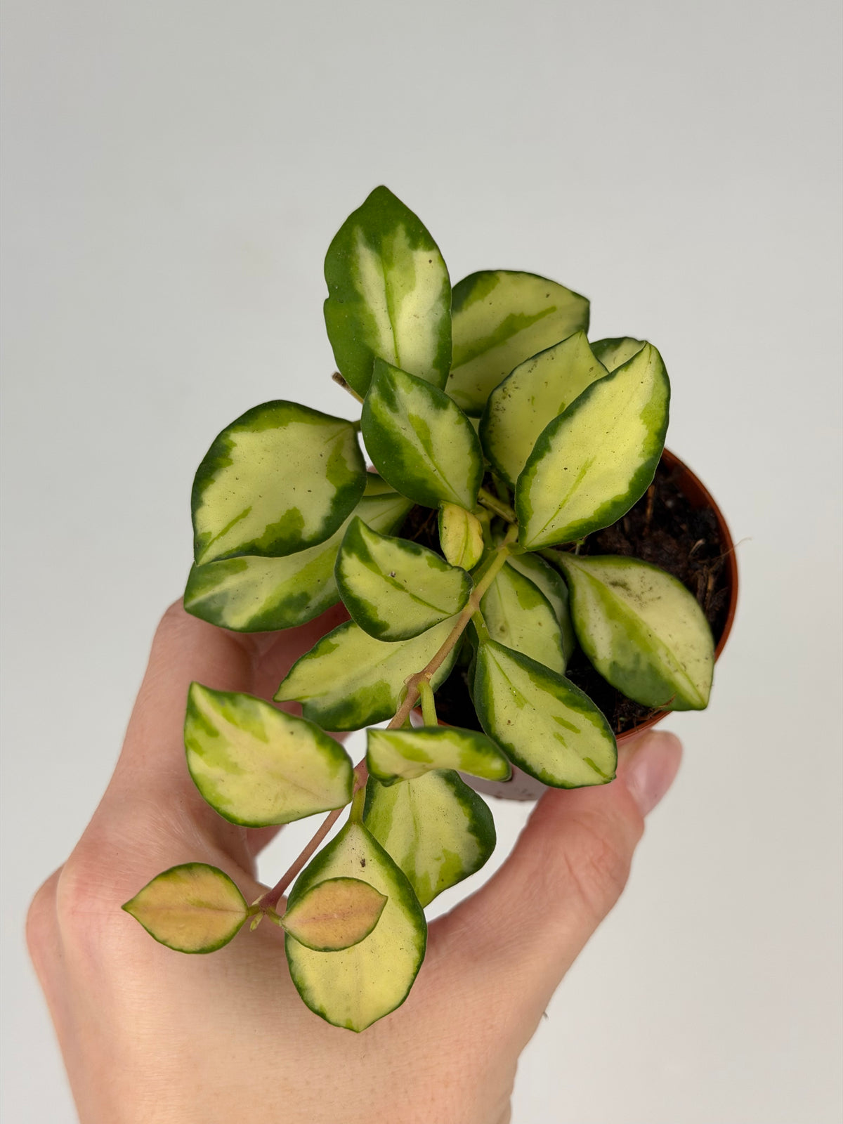 Hoya Heuschkeliana Variegata