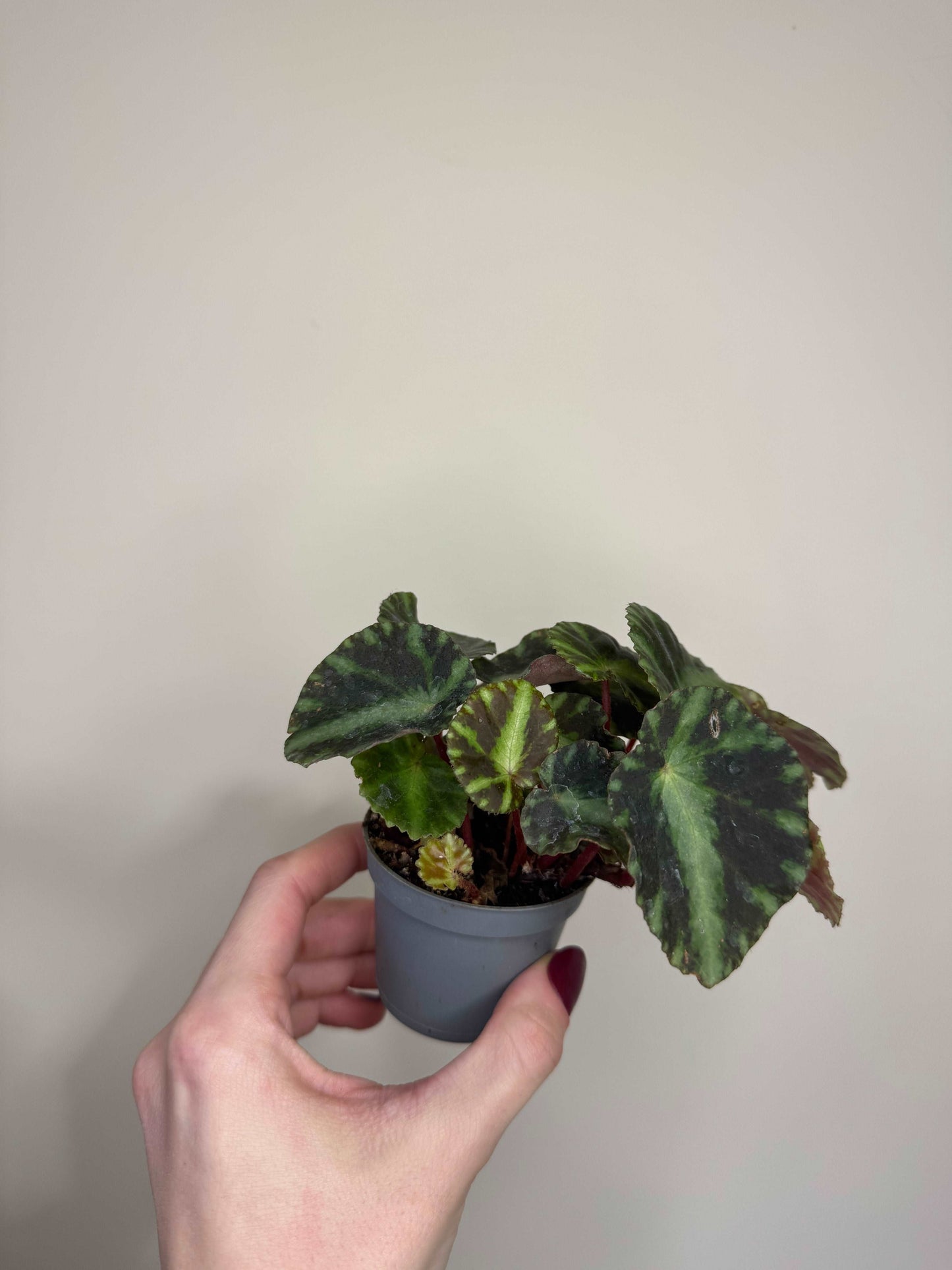 Begonia Gironellae