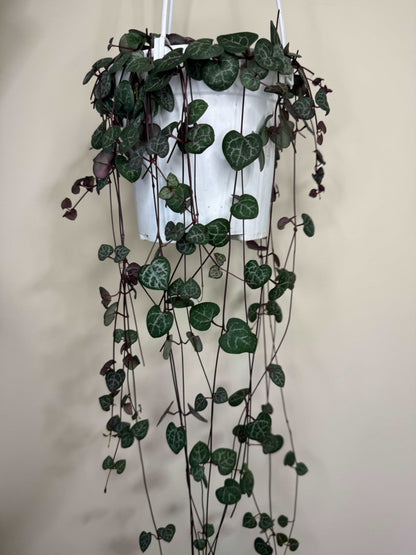 Ceropegia Woodii “String of hearts”