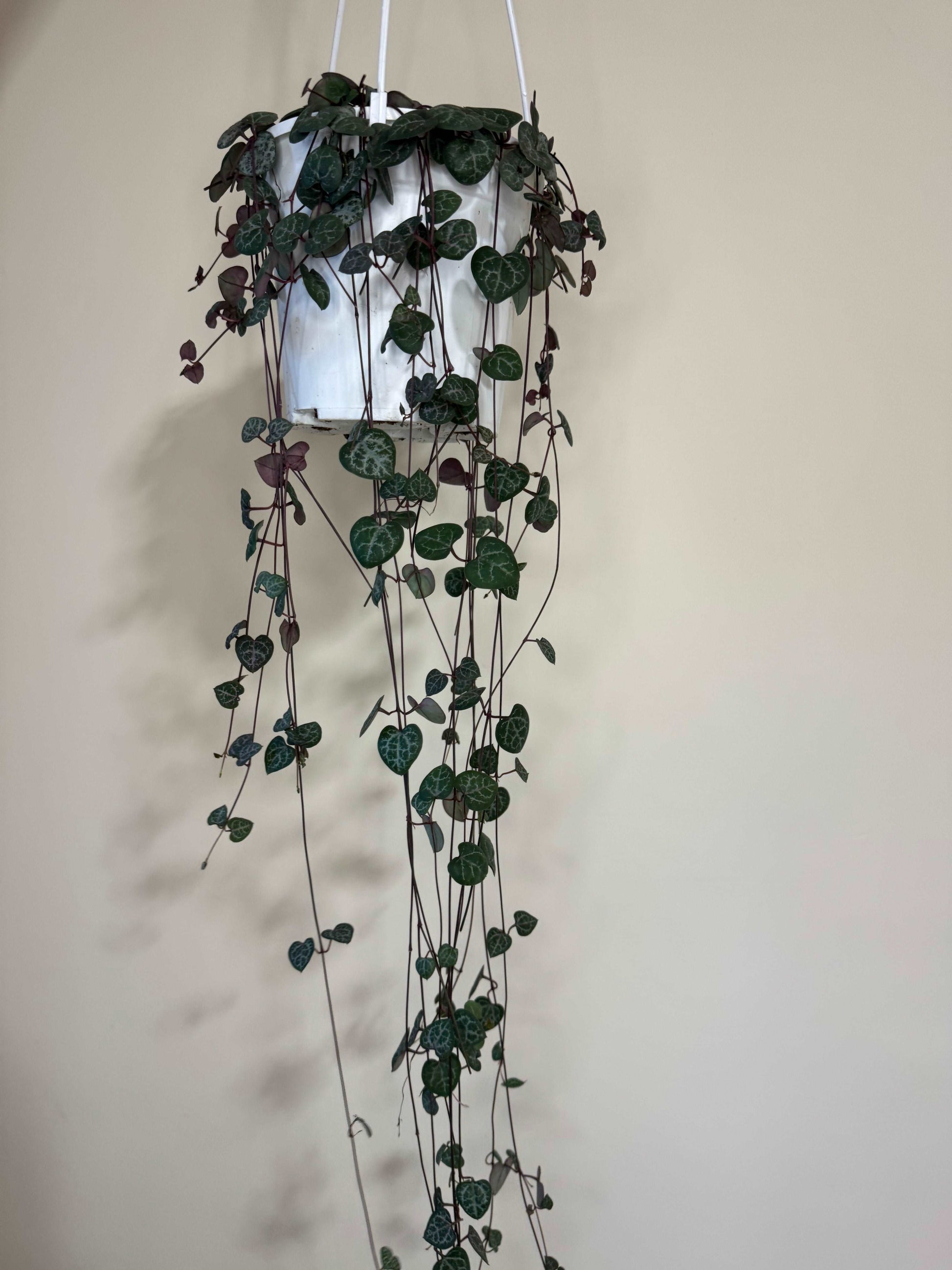 Ceropegia Woodii “String of hearts”