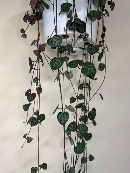 Ceropegia woodii 'String of hearts'