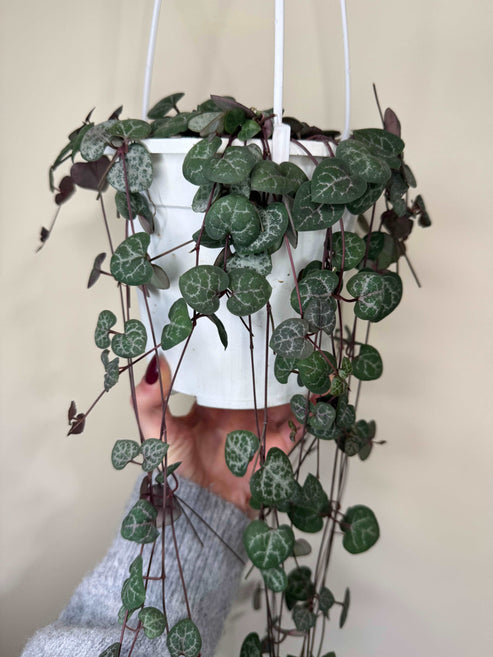 Ceropegia Woodii String of Hearts