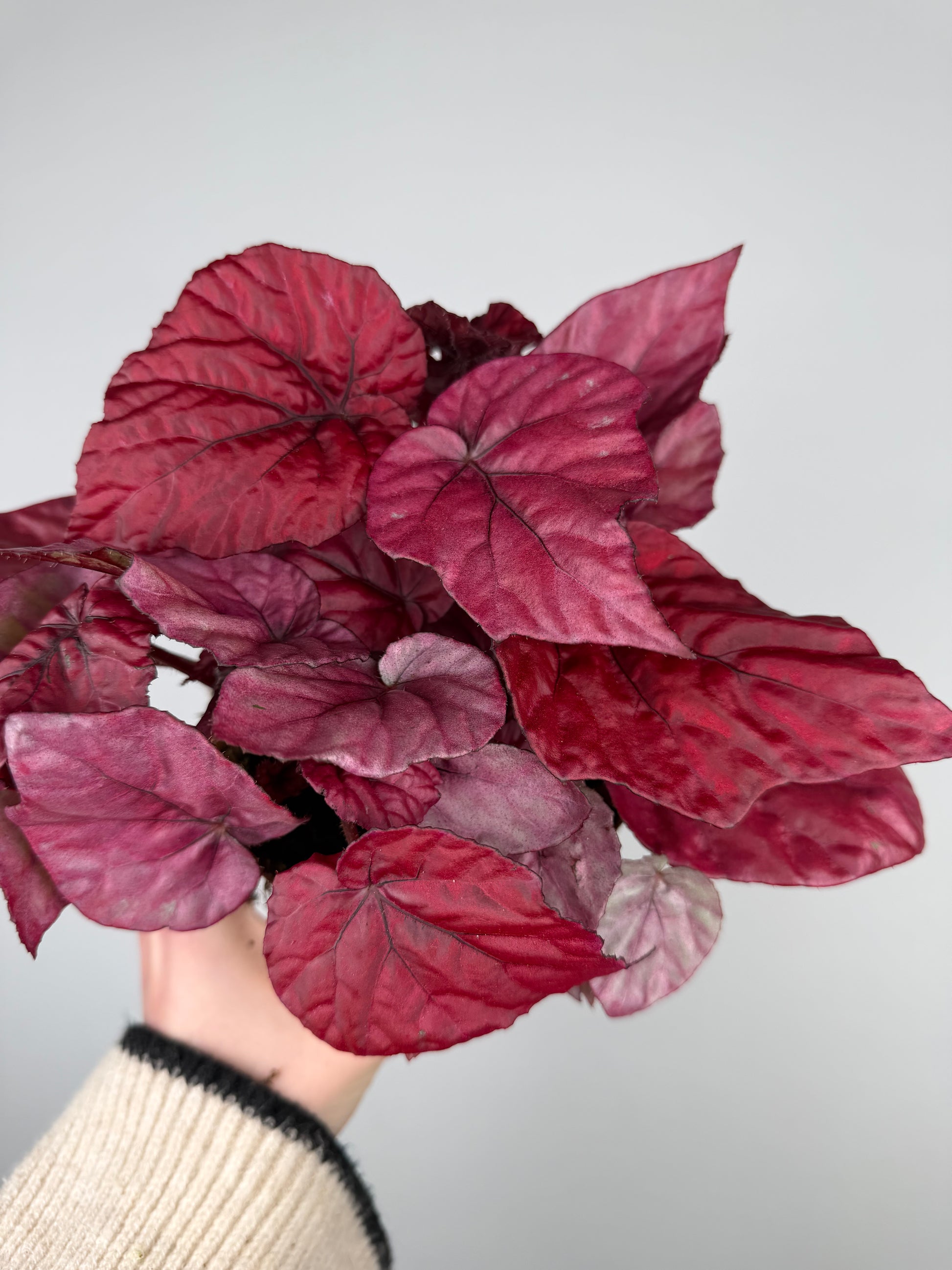 Begonia 'Inca flame' Begonia Tropical Corner