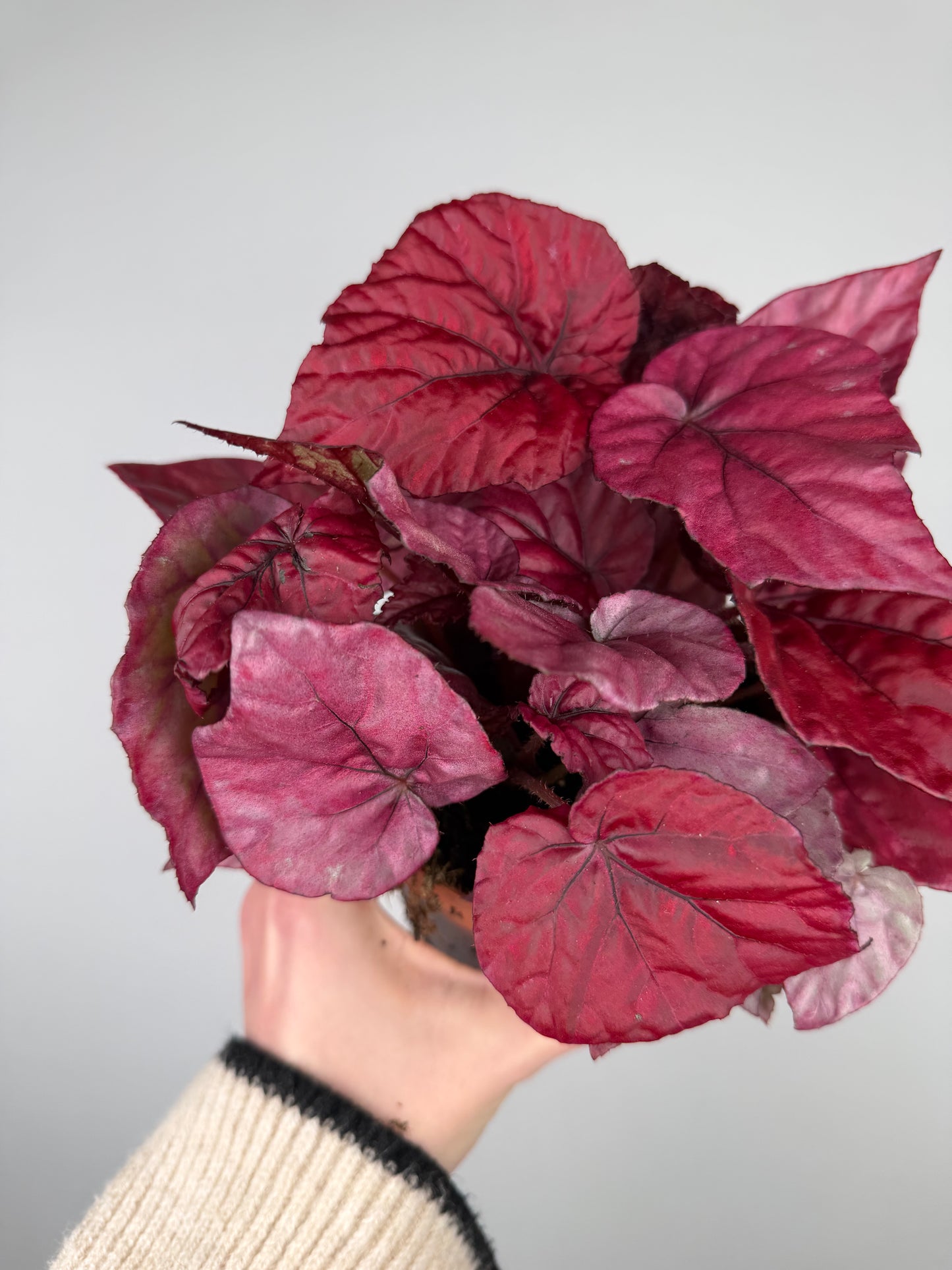 Begonia 'Inca flame' Begonia Tropical Corner