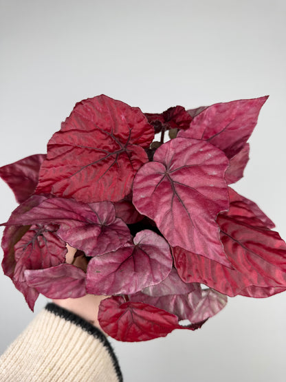 Begonia 'Inca flame' Begonia Tropical Corner