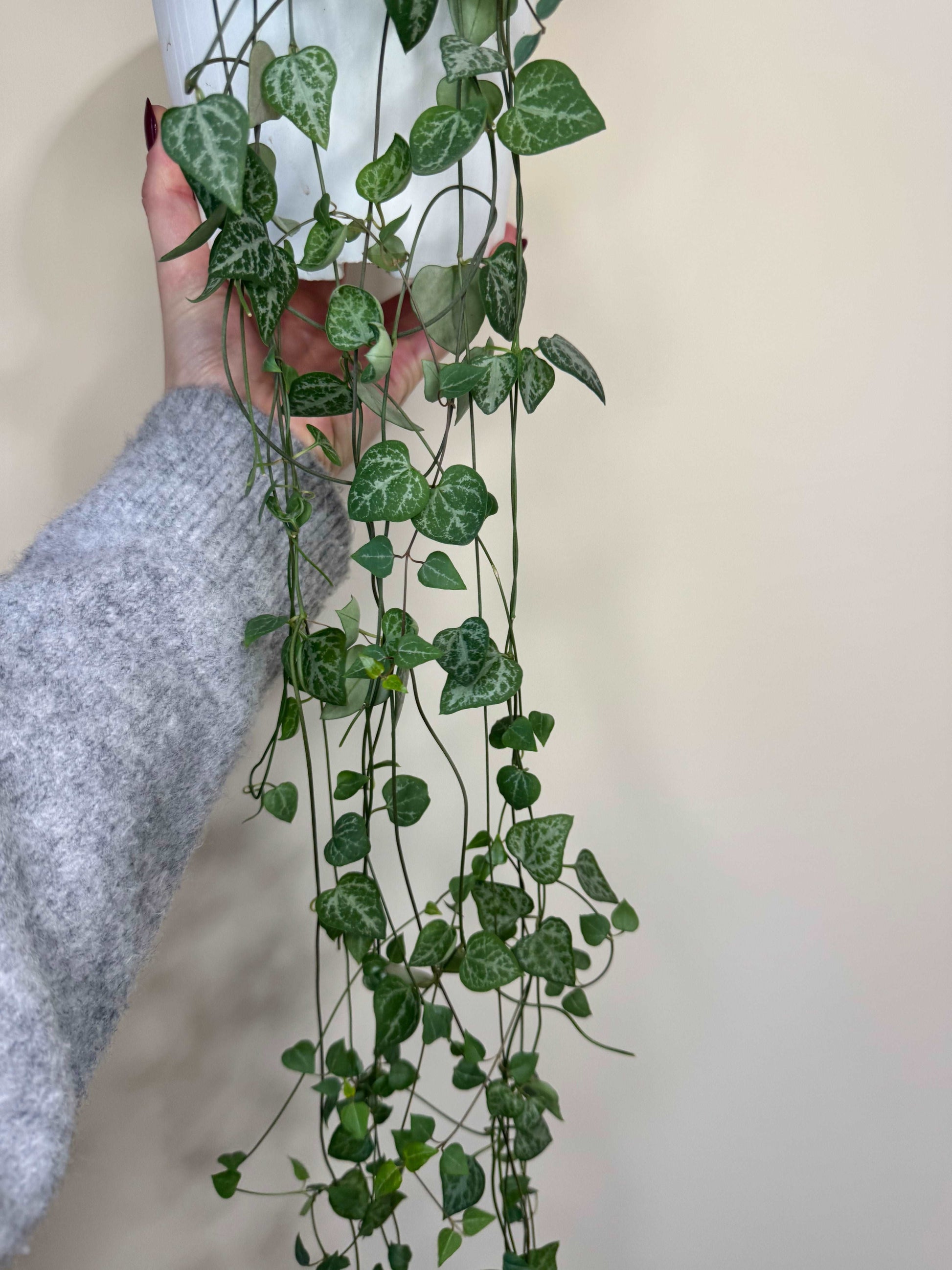 Ceropegia Iris “String of spades”