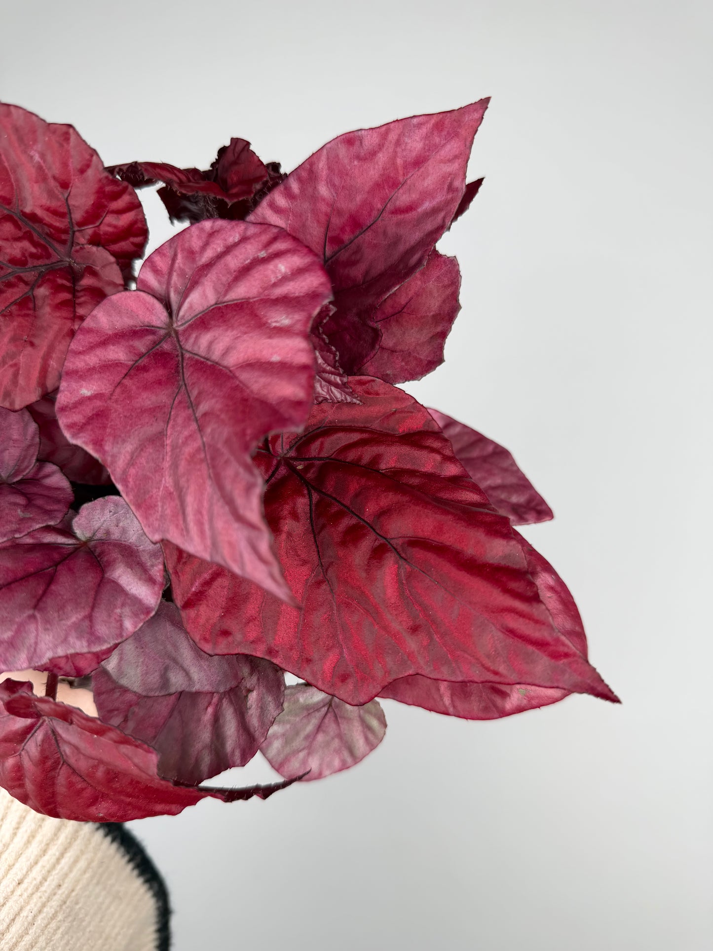 Begonia 'Inca flame' Begonia Tropical Corner