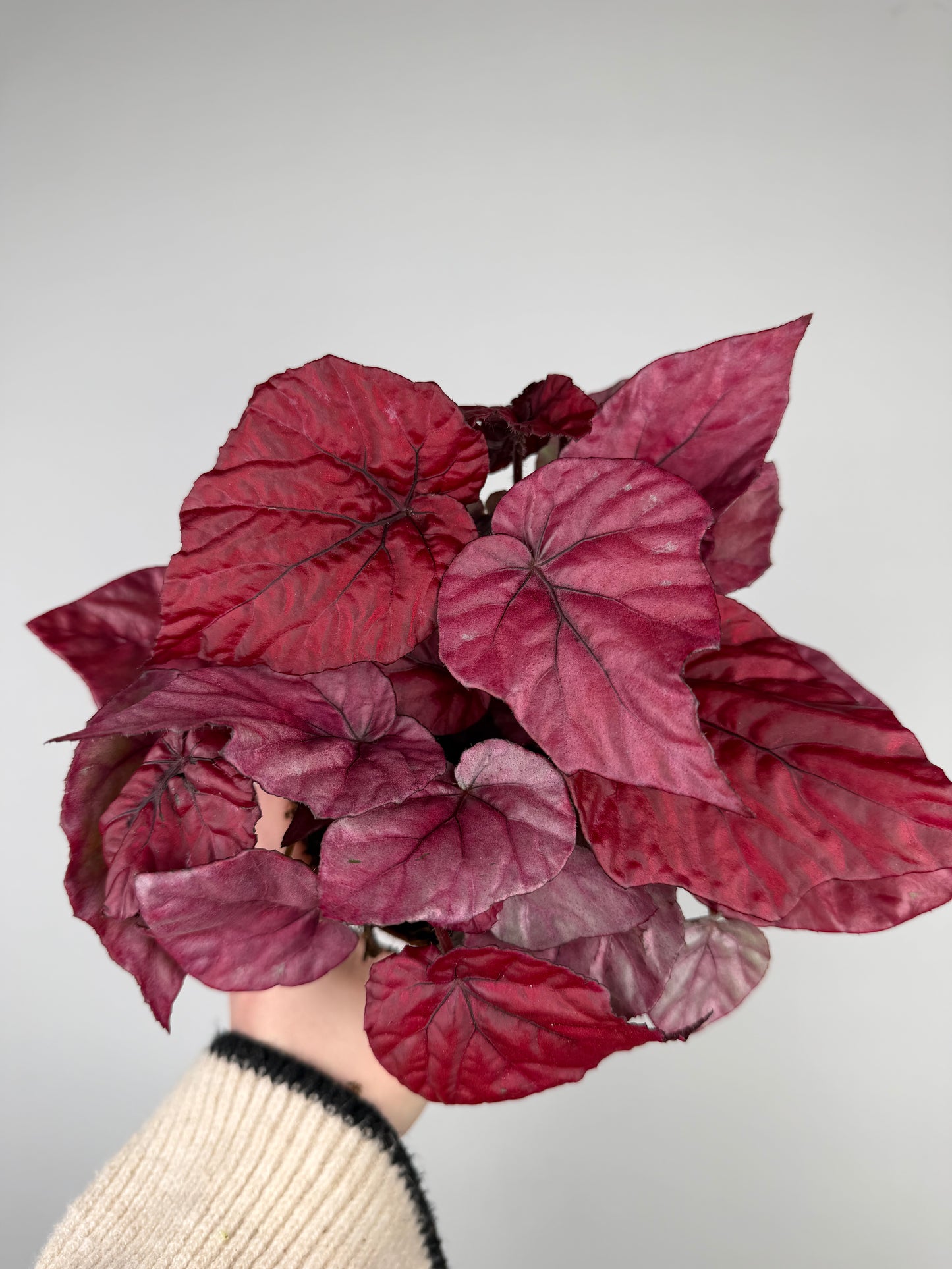 Begonia 'Inca flame' Begonia Tropical Corner