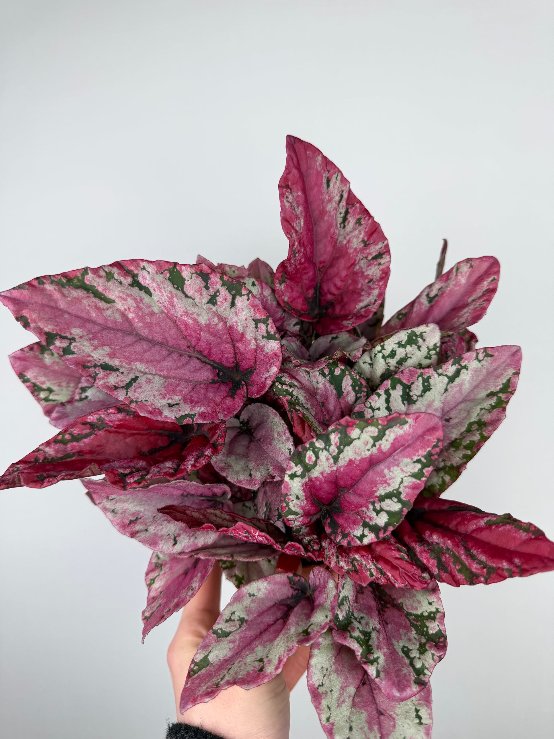 Begonia 'Maui Sunset' Begonia Tropical Corner