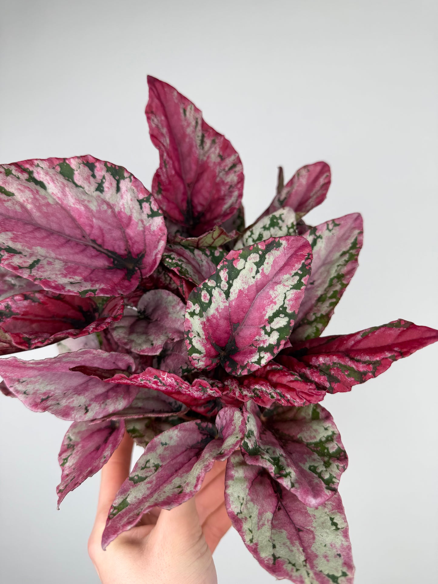 Begonia 'Maui Sunset' Begonia Tropical Corner