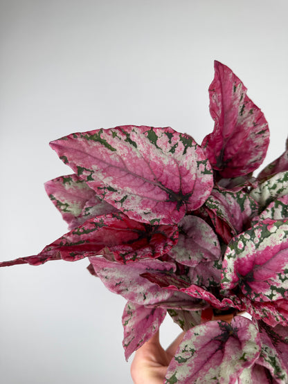 Begonia 'Maui Sunset' Begonia Tropical Corner