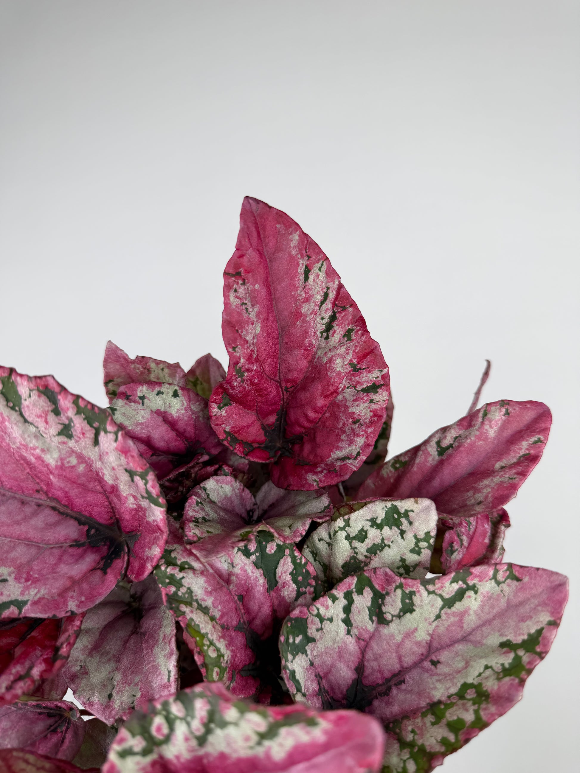 Begonia 'Maui Sunset' Begonia Tropical Corner