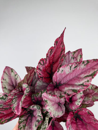 Begonia 'Maui Sunset' Begonia Tropical Corner