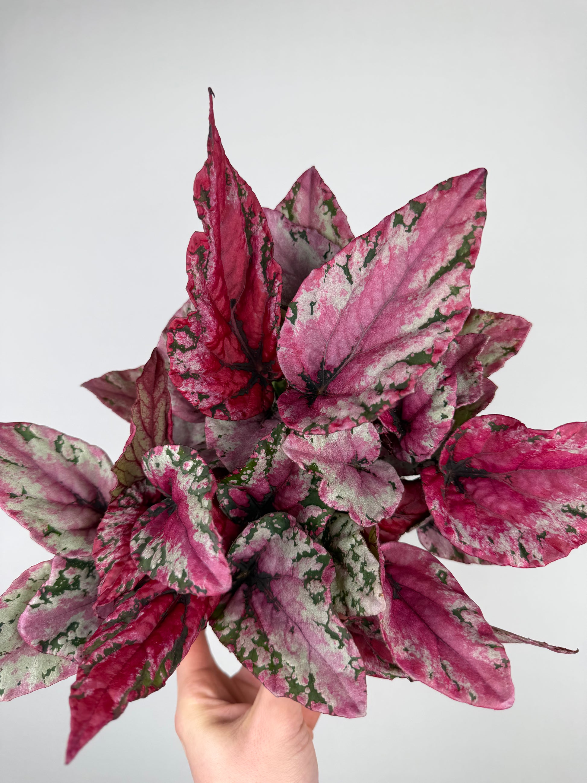 Begonia 'Maui Sunset' Begonia Tropical Corner