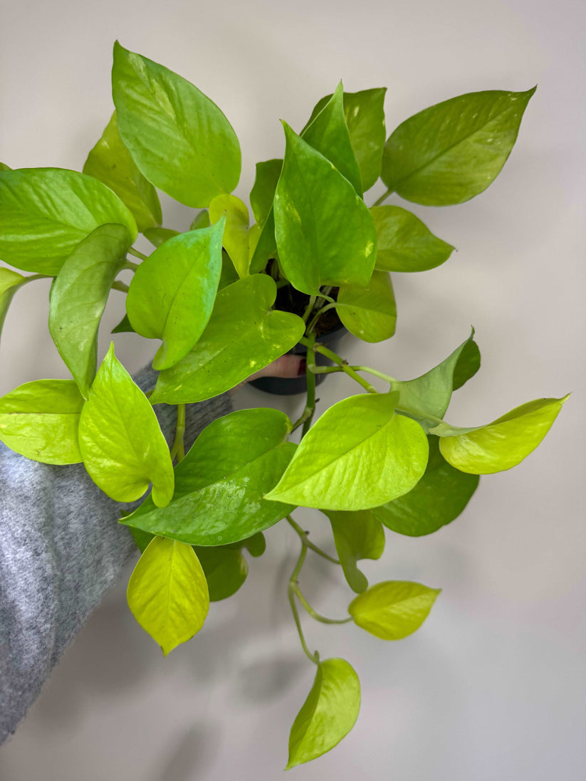 Pothos Neon