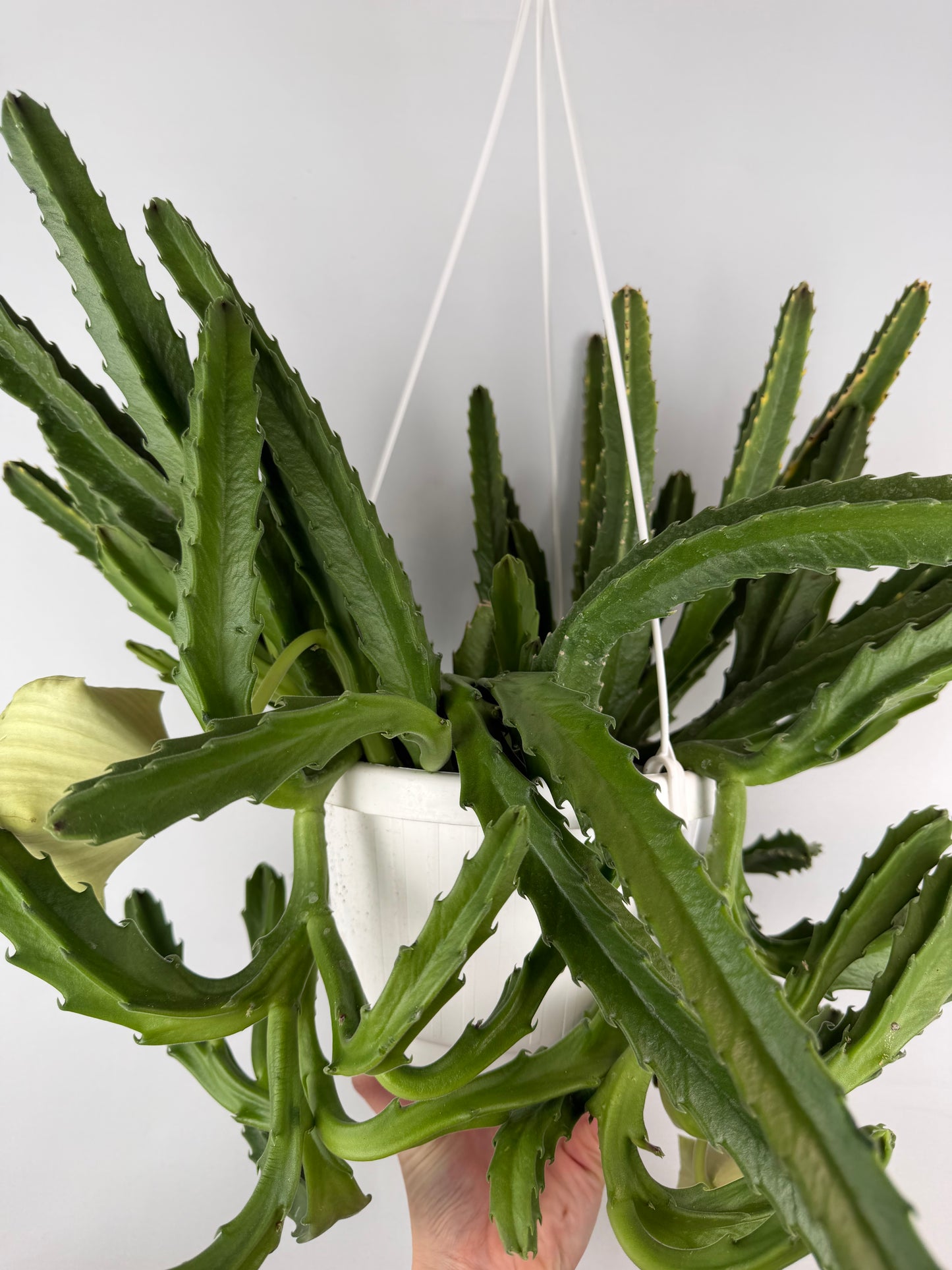 Stapelia Gigantea