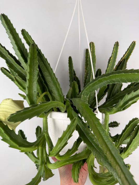 Stapelia Gigantea