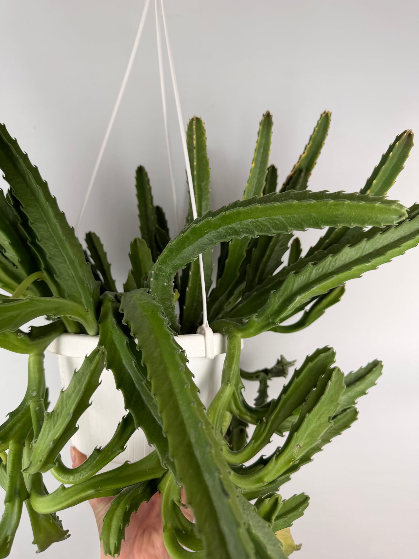 Stapelia Gigantea