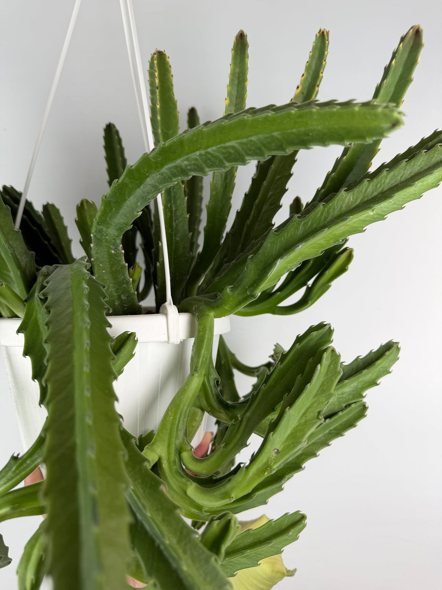 Stapelia Gigantea