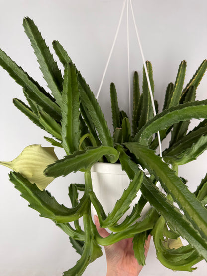 Stapelia Gigantea