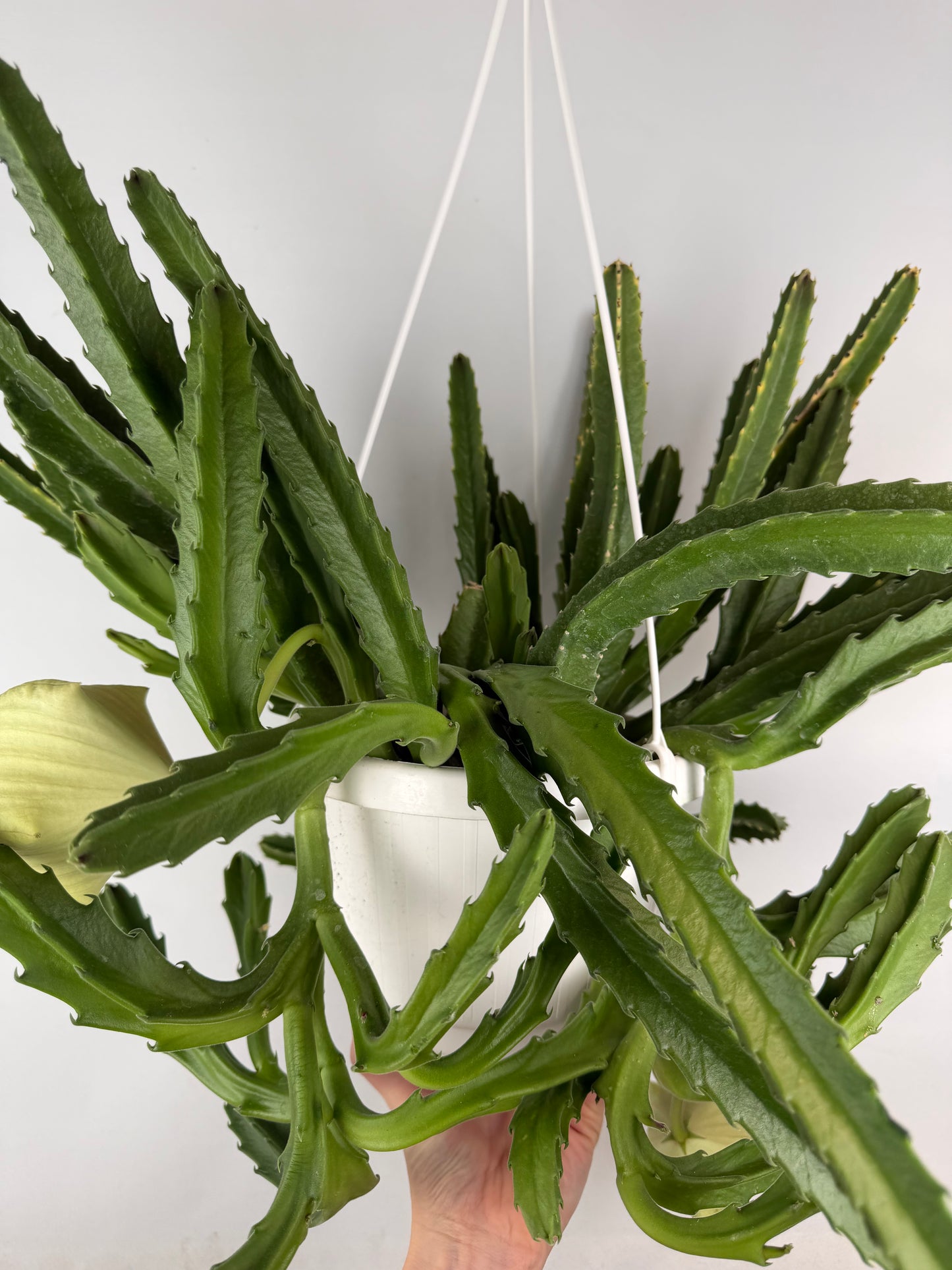 Stapelia Gigantea
