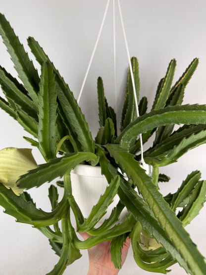 Stapelia Gigantea