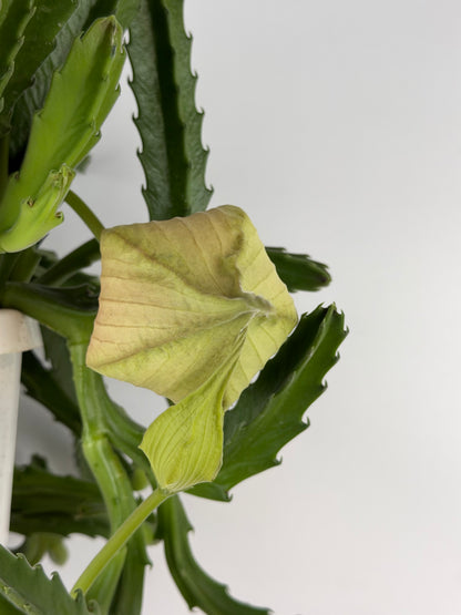 Stapelia Gigantea