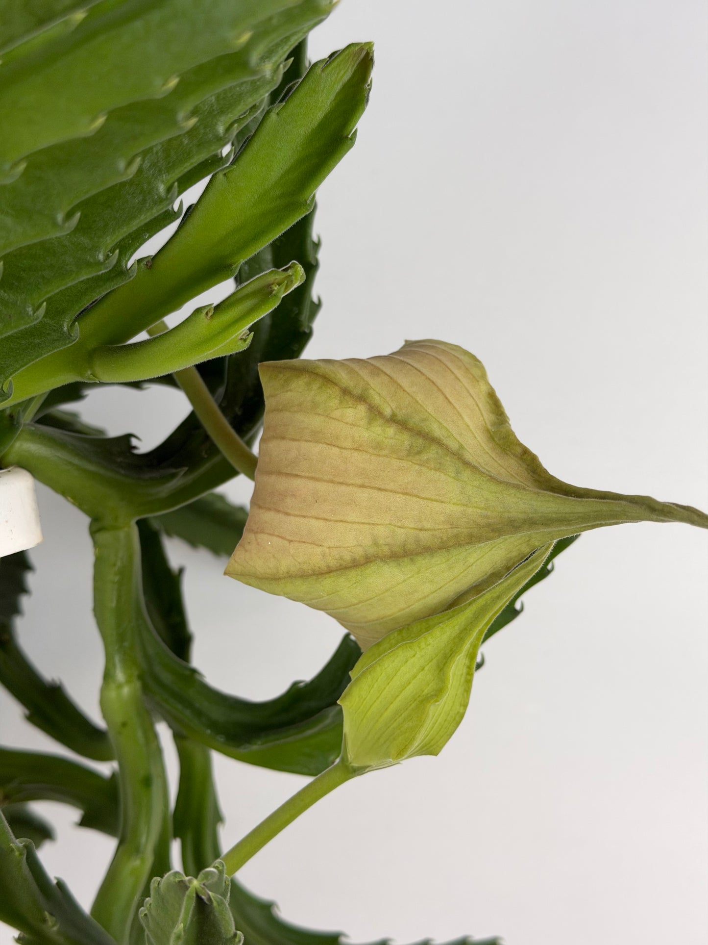 Stapelia Gigantea